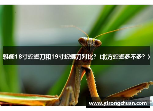 雅阁18寸螳螂刀和19寸螳螂刀对比?(北方螳螂多不多?)